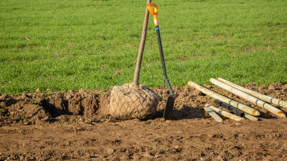 Baum mit Ballen