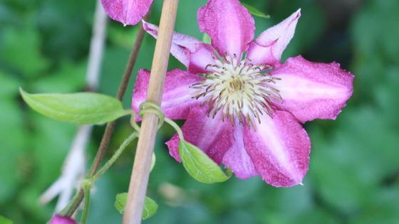 Clematis Ranke