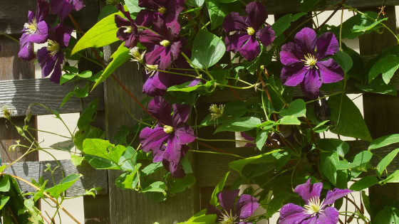 Clematis