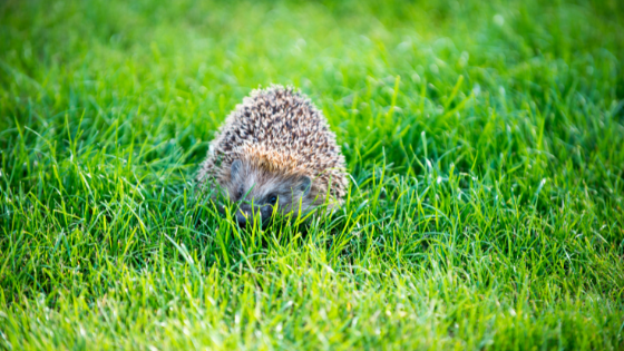 Igel