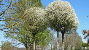 Kugelsteppenkirsche