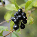 Liguster Beeren