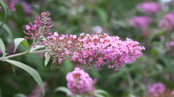 Sommerflieder