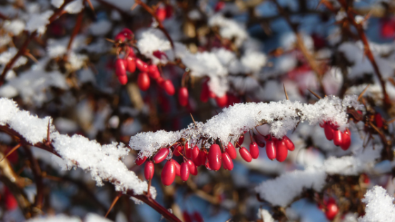 Berberis vulgaris