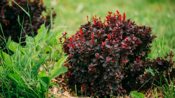 Atropurpurea Nana