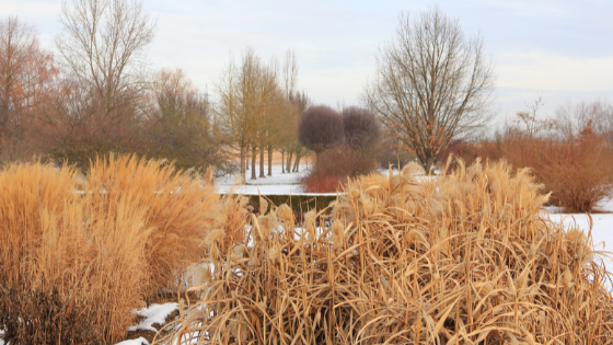 Garten im Winter