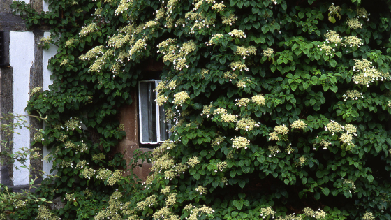 Kletterhortensie