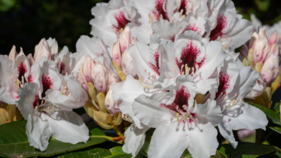 Rhododendron