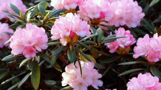 Rhododendron yakushimanum