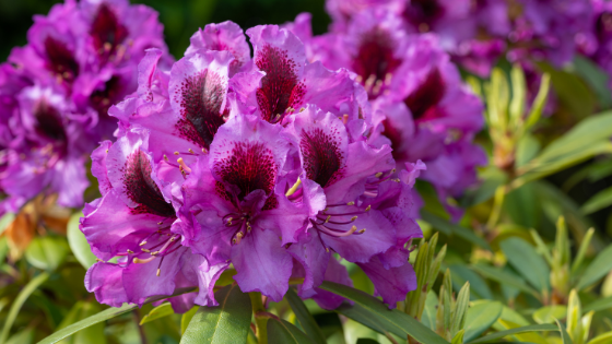 Rhododendron