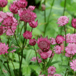 Astrantie