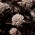 Blüten dunkellaubig