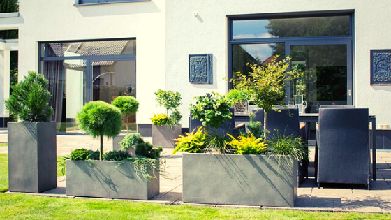 Nadelgehölze für den Garten immergrün und pflegeleicht