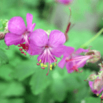 Geranium macrorrhizum