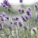 Lavendel