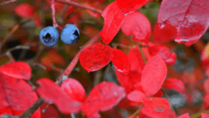 Heidelbeere Herbstfärbung