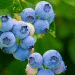 Heidelbeeren am Strauch