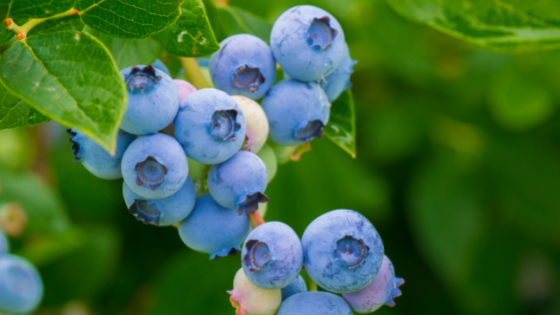 Heidelbeeren am Strauch