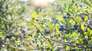 Heidelbeeren am Strauch