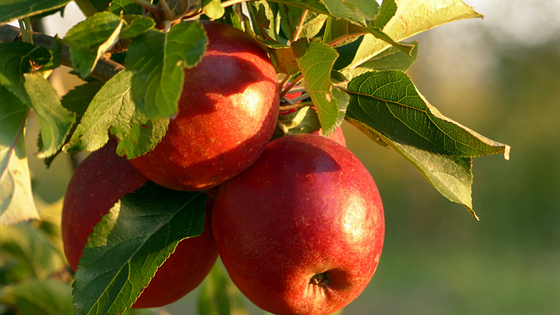 Äpfel am Baum