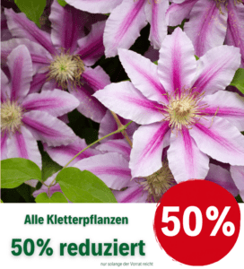 Kletterpflanzen 50 % reduziert