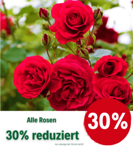 Rosen 30 % reduziert