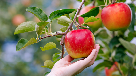 Apfel ernten