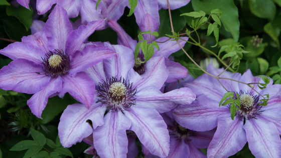 Clematis flieder