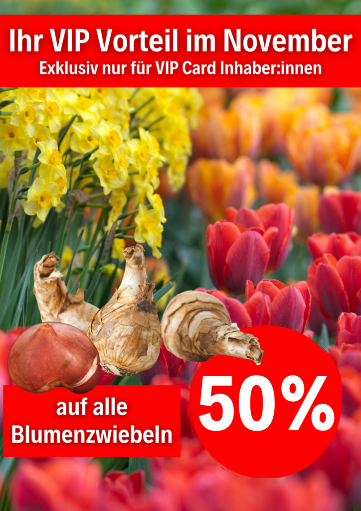 VIP November 50%Blumenzwiebel